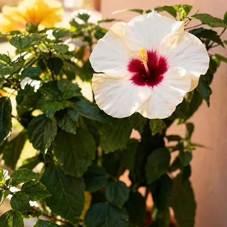 Apartmán Arionos - Old Town Rhodes City